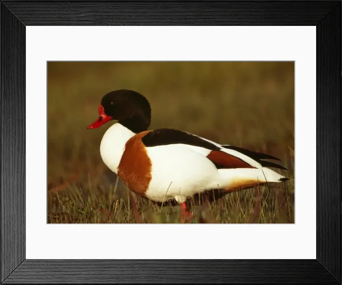 Framed Print : Shelduck CAN 1827 Sweden Tadorna tadorna © John Cancalosi / ARDEA LONDON Framed Print : Shelduck CAN 1827 Sweden Tadorna tadorna © John Cancalosi / ARDEA LONDON