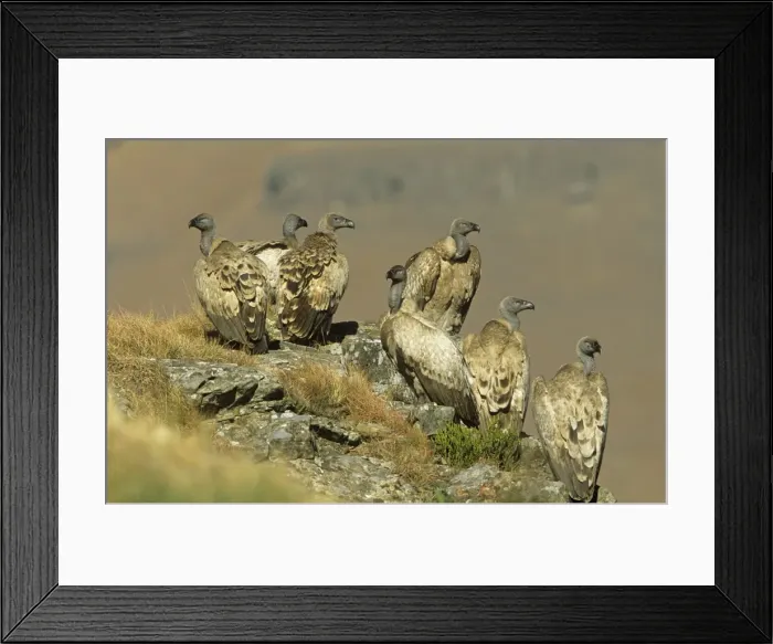 Framed Print : Cape Vulture South Africa Framed Print : Cape Vulture South Africa