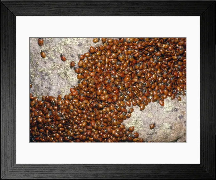 Framed Print : Ladybirds - congregating on a rock. Arizona, USA Framed Print : Ladybirds - congregating on a rock. Arizona, USA