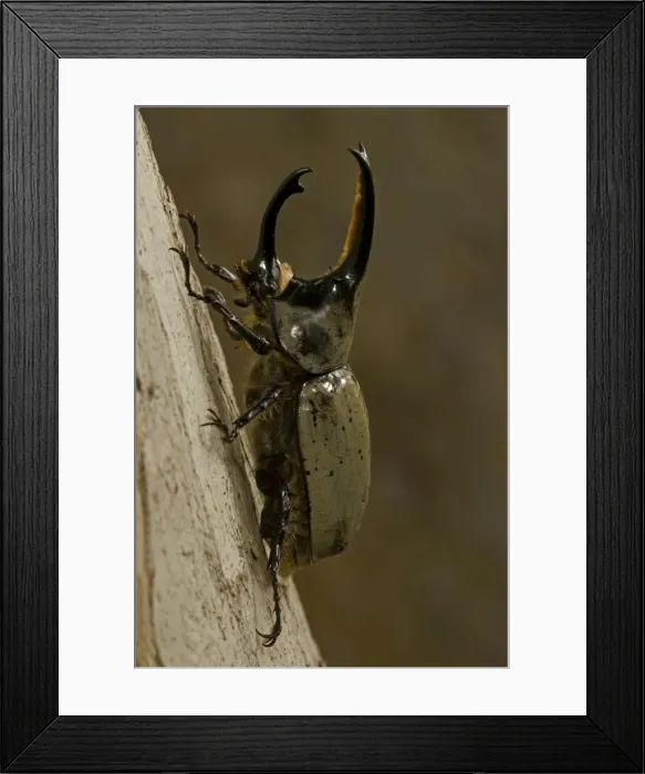 Framed Print : Western Hercules Beetle - Male - Arizona Framed Print : Western Hercules Beetle - Male - Arizona