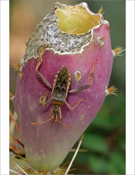 Leaf-footed Bug (Family Coreidae) sucking juices from prickly pear fruit (Opuntia) - Adult - Sonoran Desert - Arizona