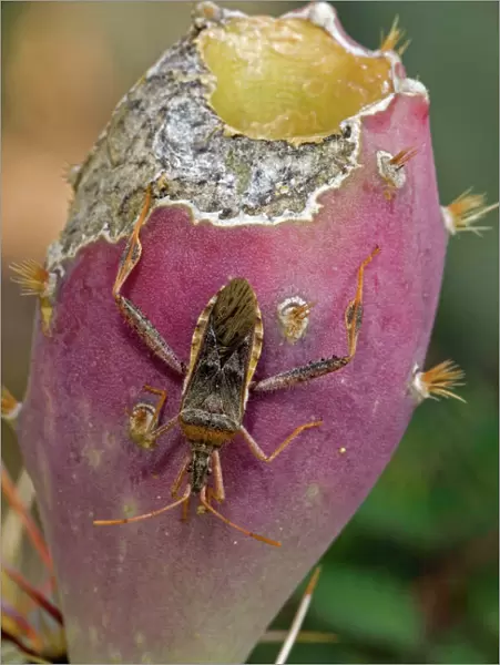 Leaf-footed Bug (Family Coreidae) sucking juices from prickly pear fruit (Opuntia) - Adult - Sonoran Desert - Arizona