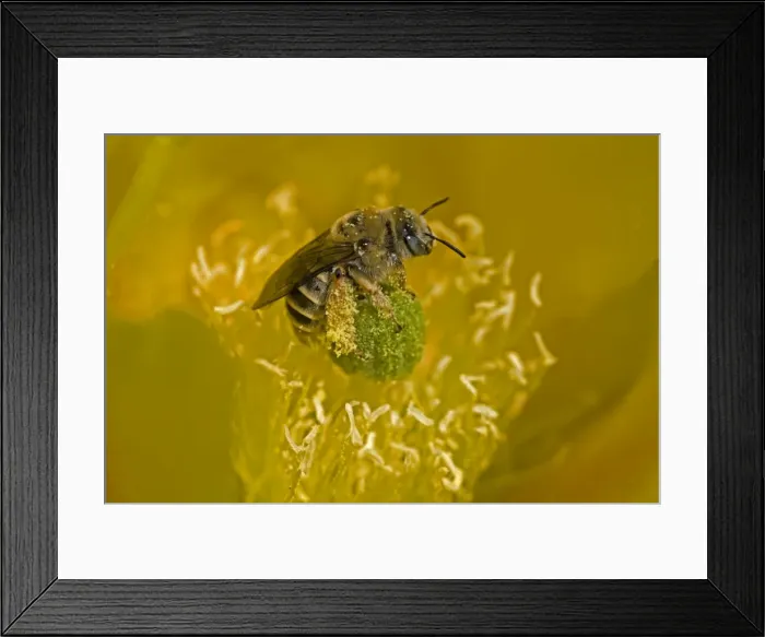 Framed Print : Cactus Bee on Prickly Pear Blossum (Oppuntia spp) - Arizona - Sonoran Desert - Collecting nectar and pollen serving as pollinator Framed Print : Cactus Bee on Prickly Pear Blossum (Oppuntia spp) - Arizona - Sonoran Desert - Collecting nectar and pollen serving as pollinator