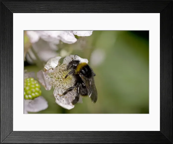 Framed Print : White-tailed Bumble Bee - England - UK - Gathering pollen and nectar from blackberry blossoms (Rubus fruticosus) Framed Print : White-tailed Bumble Bee - England - UK - Gathering pollen and nectar from blackberry blossoms (Rubus fruticosus)