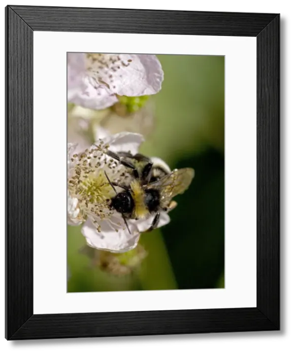 Framed Print : White-tailed Bumble Bee (Bombus lucorum) - England - UK - Gathering pollen and nectar from blackberry blossoms (Rubus fruticosus) Framed Print : White-tailed Bumble Bee (Bombus lucorum) - England - UK - Gathering pollen and nectar from blackberry blossoms (Rubus fruticosus)
