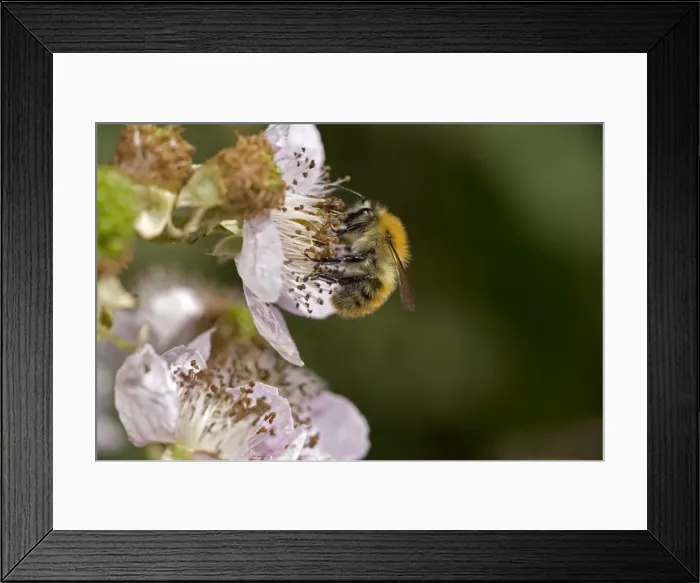 Framed Print : Carder Bee (Bombus spp) A type of bumble bee - Probably Bombus pascuorum - England - UK -Collecting nectar and pollen from blackberry blossoms - Makes an above-ground ball-shaped nest of moss-grass Framed Print : Carder Bee (Bombus spp) A type of bumble bee - Probably Bombus pascuorum - England - UK -Collecting nectar and pollen from blackberry blossoms - Makes an above-ground ball-shaped nest of moss-grass