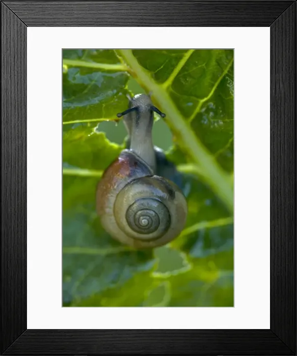 Framed Print : White-lipped Snail (Cepaea nemoralis) Feeding on horseradish leaves (Armoracia rusticana) - England - UK - Found in woods and hedgerows across Britain and Ireland - Favours night-time feeding and after rain on grass Framed Print : White-lipped Snail (Cepaea nemoralis) Feeding on horseradish leaves (Armoracia rusticana) - England - UK - Found in woods and hedgerows across Britain and Ireland - Favours night-time feeding and after rain on grass