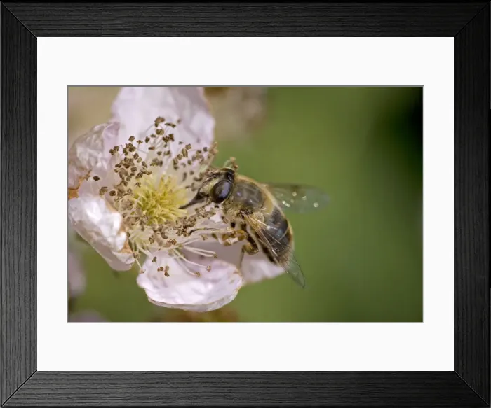Framed Print : Drone Fly-(Eristalis tenax)- England- UK-Type of Hover-fly-Family Syrphidae- sipping nectar from blackberry blossom- abundant on many kinds of flowers from April until September Framed Print : Drone Fly-(Eristalis tenax)- England- UK-Type of Hover-fly-Family Syrphidae- sipping nectar from blackberry blossom- abundant on many kinds of flowers from April until September