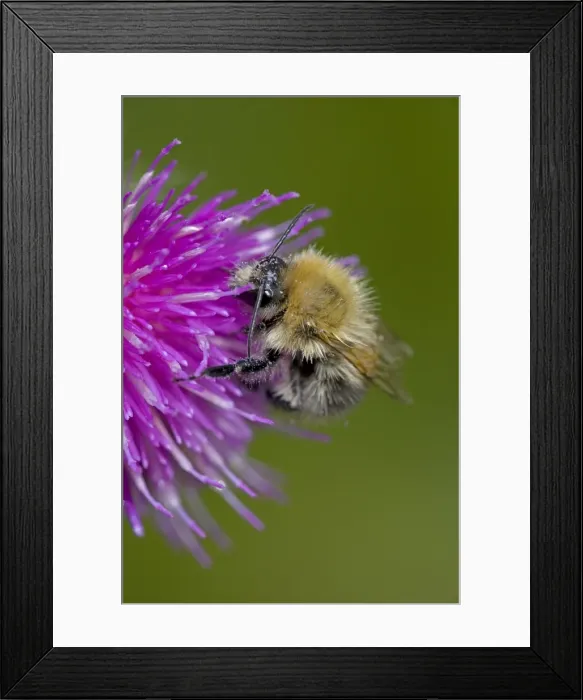 Framed Print : Carder Bee - A type of bumble bee - Probably Bombus pascuorum - England - UK -Collecting nectar and pollen from thistle blossoms - Makes an above-ground ball-shaped nest of moss-grass and leaves which they weave or card together Framed Print : Carder Bee - A type of bumble bee - Probably Bombus pascuorum - England - UK -Collecting nectar and pollen from thistle blossoms - Makes an above-ground ball-shaped nest of moss-grass and leaves which they weave or card together