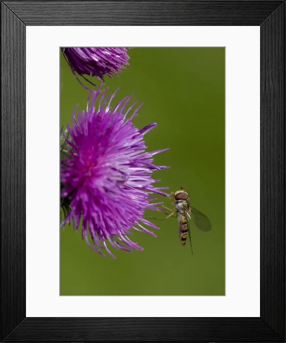 Framed Print : Hover-fly - England, UK - Family Syrphidae- Sipping nectar on thistle blossom - Mimics appearance and behavior of bees and wasps which may give them a selective advantage since predators avoid them as they do stinging insects Framed Print : Hover-fly - England, UK - Family Syrphidae- Sipping nectar on thistle blossom - Mimics appearance and behavior of bees and wasps which may give them a selective advantage since predators avoid them as they do stinging insects