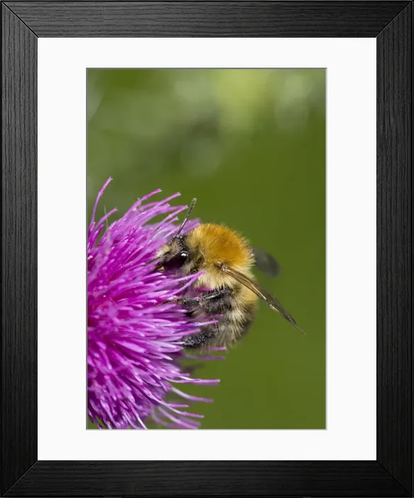 Framed Print : Carder Bee (Bombus spp) A type of bumble bee - Probably Bombus pascuorum - England - UK -Collecting nectar and pollen from thistle blossoms - Makes an above-ground ball-shaped nest of moss-grass Framed Print : Carder Bee (Bombus spp) A type of bumble bee - Probably Bombus pascuorum - England - UK -Collecting nectar and pollen from thistle blossoms - Makes an above-ground ball-shaped nest of moss-grass