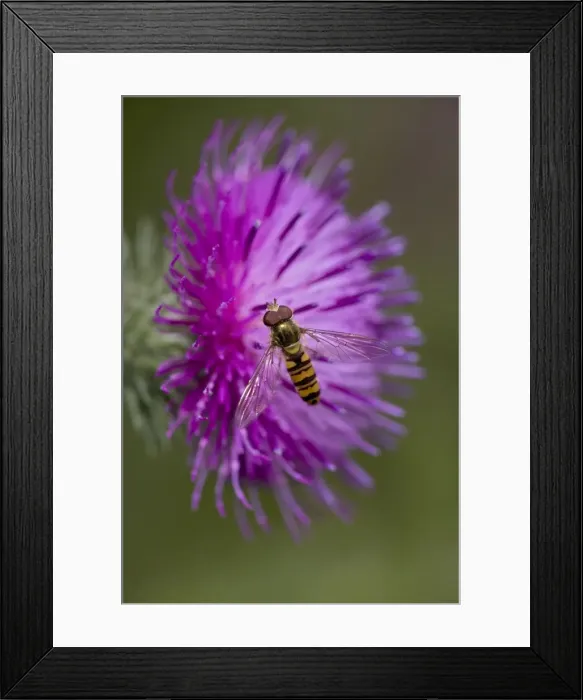 Framed Print : Hover-fly (Episyrphus balteatus) - England- UK - Family Syrphidae- Sipping nectar on thistle blossom - Mimics appearance and behavior of bees and wasps which may give them a selective advantage since predators avoid them as they do stinging insects Framed Print : Hover-fly (Episyrphus balteatus) - England- UK - Family Syrphidae- Sipping nectar on thistle blossom - Mimics appearance and behavior of bees and wasps which may give them a selective advantage since predators avoid them as they do stinging insects
