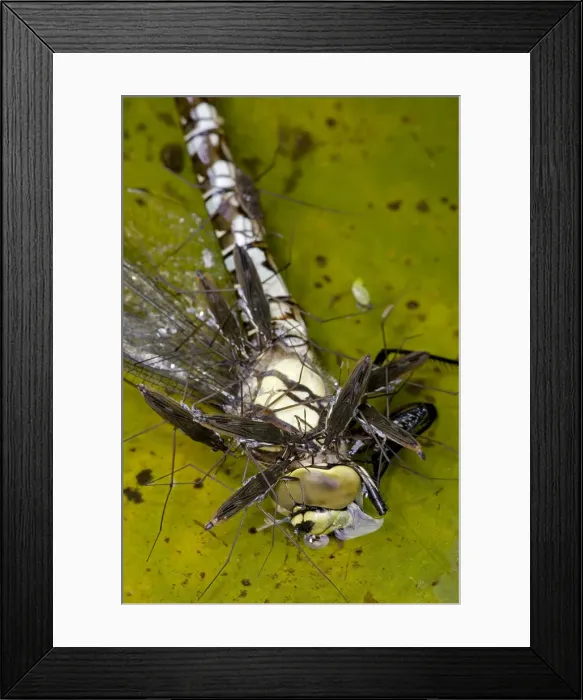 Framed Print : Pond Skaters - Feeding on Southern Hawker (Aeshna cyanea) - England - UK - Southern Hawker is freshly emerged adult dragonfly from aquatic nymph stage - Common Pond Skater is most advanced of surface-dwelling bugs - Found on almost all stretches of Framed Print : Pond Skaters - Feeding on Southern Hawker (Aeshna cyanea) - England - UK - Southern Hawker is freshly emerged adult dragonfly from aquatic nymph stage - Common Pond Skater is most advanced of surface-dwelling bugs - Found on almost all stretches of