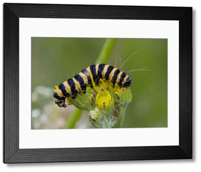 Framed Print : Cinnabar Moth Caterpillar - England - UK Framed Print : Cinnabar Moth Caterpillar - England - UK