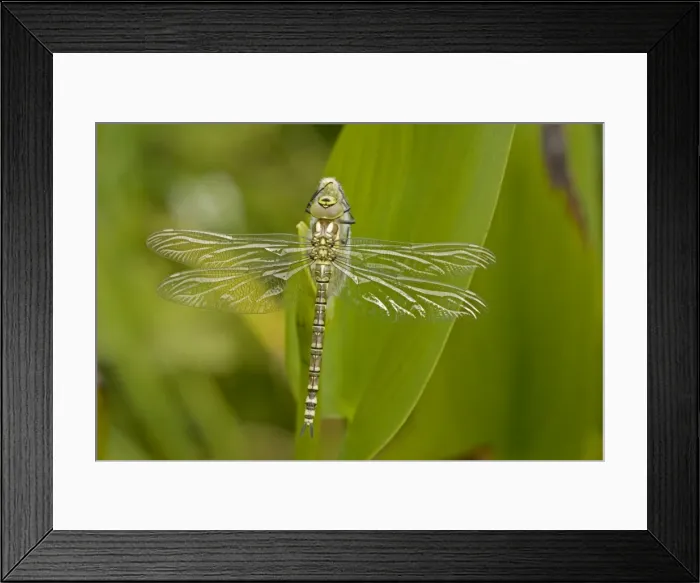 Framed Print : Southern Hawker - Freshly emerged adult dragonfly from aquatic nymph stage - England - UK - Very common in the southern counties and the Midlands Framed Print : Southern Hawker - Freshly emerged adult dragonfly from aquatic nymph stage - England - UK - Very common in the southern counties and the Midlands