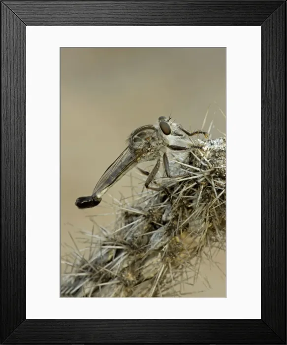 Framed Print : Robber Fly - Family Asilidae - Arizona USA - a widely distributed group of predatory flies which largely inhabit semi-arid and arid regions of the world Framed Print : Robber Fly - Family Asilidae - Arizona USA - a widely distributed group of predatory flies which largely inhabit semi-arid and arid regions of the world