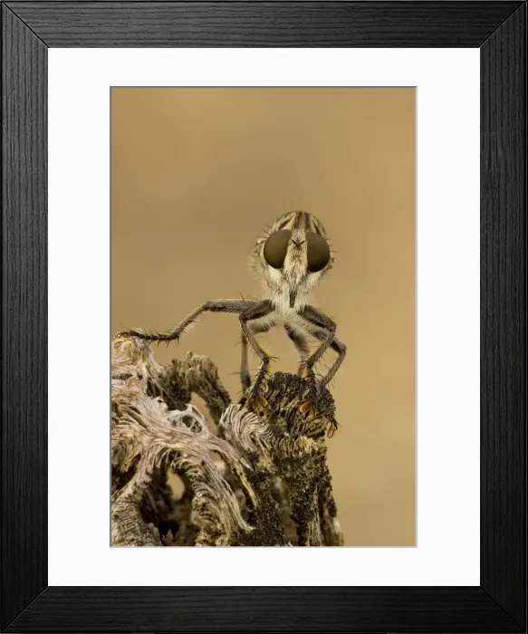 Framed Print : Robber fly - Family Asilidae - Arizona USA - a widely distributed group of predatory flies which largely inhabit semi-arid and arid regions of the world Framed Print : Robber fly - Family Asilidae - Arizona USA - a widely distributed group of predatory flies which largely inhabit semi-arid and arid regions of the world