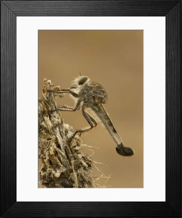 Framed Print : Robber fly - Family Asilidae - Arizona USA - a widely distributed group of predatory flies which largely inhabit semi-arid and arid regions of the world Framed Print : Robber fly - Family Asilidae - Arizona USA - a widely distributed group of predatory flies which largely inhabit semi-arid and arid regions of the world