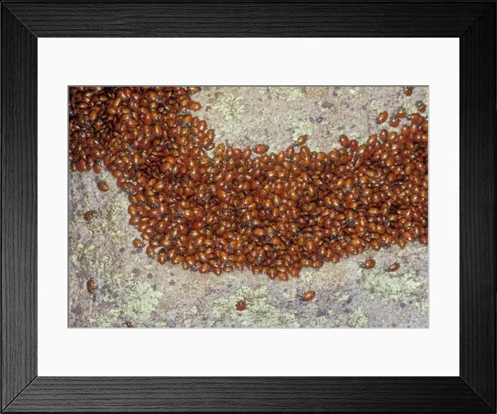 Framed Print : Ladybug - Congregating on a rock - Arizona - USA Framed Print : Ladybug - Congregating on a rock - Arizona - USA