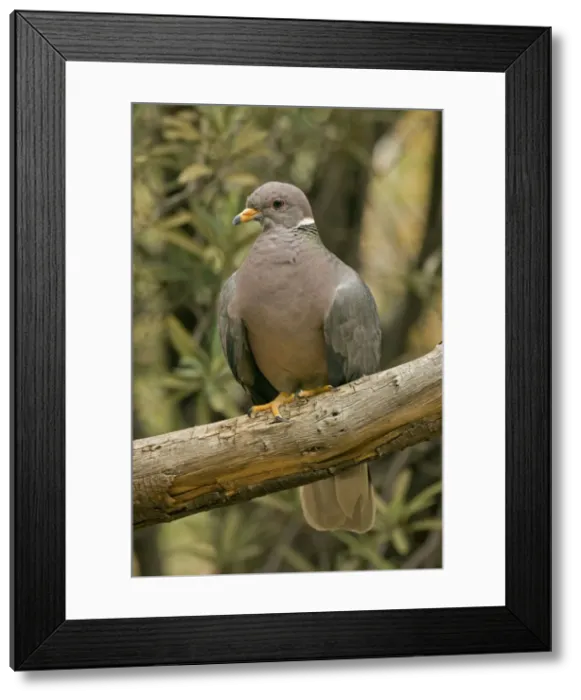 Framed Print : Band-tailed Pigeon - Perched on branch - Arizona - USA Framed Print : Band-tailed Pigeon - Perched on branch - Arizona - USA