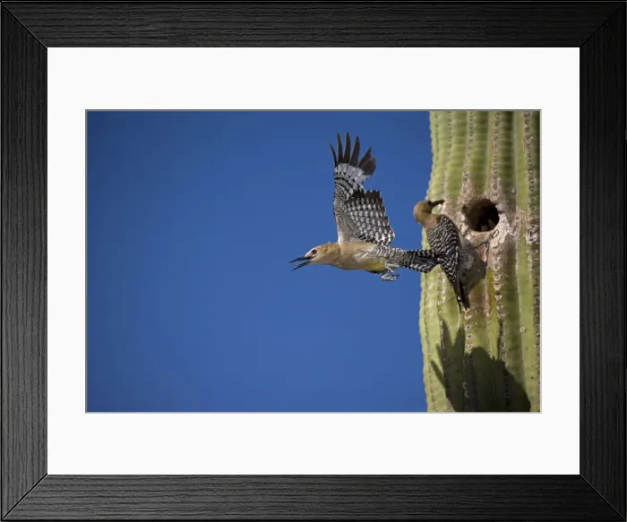 Framed Print : Gila Woodpecker - Male emerging from nest in Saguaro cactus - Female at nesting hole with food for young - Arizona - USA - Overall range from southwestern U. S. to central Mexico Framed Print : Gila Woodpecker - Male emerging from nest in Saguaro cactus - Female at nesting hole with food for young - Arizona - USA - Overall range from southwestern U. S. to central Mexico