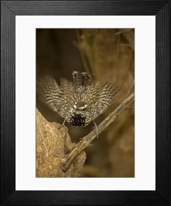 Framed Print : Cactus Wren - Female engaging in mating behavior - Arizona - USA Framed Print : Cactus Wren - Female engaging in mating behavior - Arizona - USA