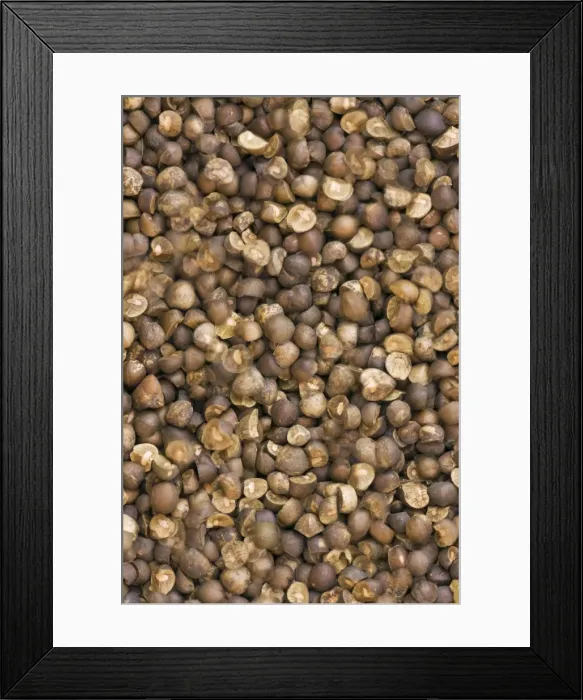 Framed Print : Mexican Jumping Bean - In motion - Alamos - Sonora - Mexico - A type of seed in which the egg of a small moth has been laid - the moth's larva makes them jump - beans are from a shrub of the genus Sebastiania (S. palmeri or S) Framed Print : Mexican Jumping Bean - In motion - Alamos - Sonora - Mexico - A type of seed in which the egg of a small moth has been laid - the moth's larva makes them jump - beans are from a shrub of the genus Sebastiania (S. palmeri or S)