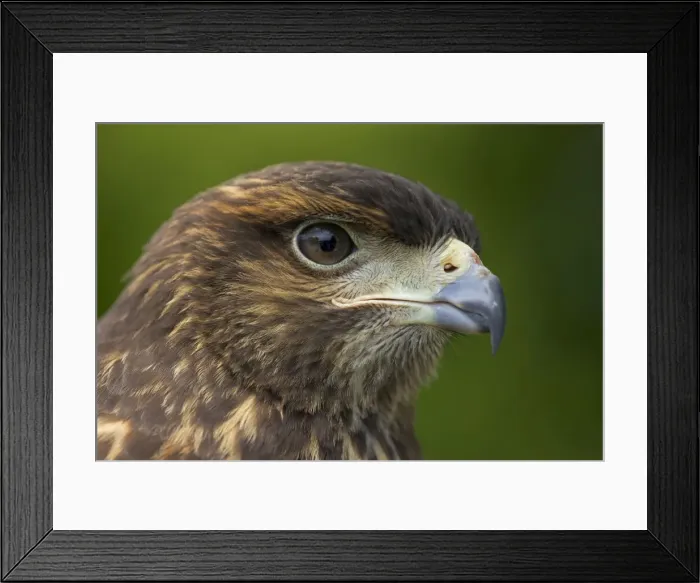 Framed Print : Harris Hawk - Immature - USA Framed Print : Harris Hawk - Immature - USA