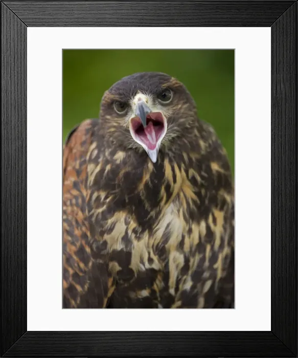 Framed Print : Harris Hawk - Immature calling - USA Framed Print : Harris Hawk - Immature calling - USA