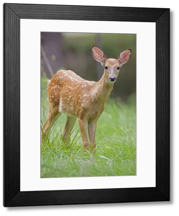 Framed Print : White-tailed Deer - Fawn - New York - USA Framed Print : White-tailed Deer - Fawn - New York - USA