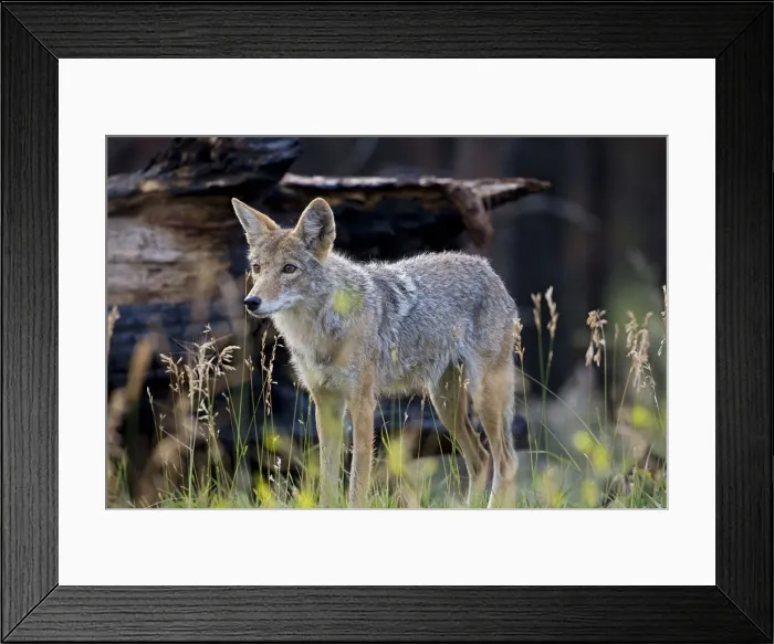 Framed Print : Coyote - Grand Canyon National Park - USA