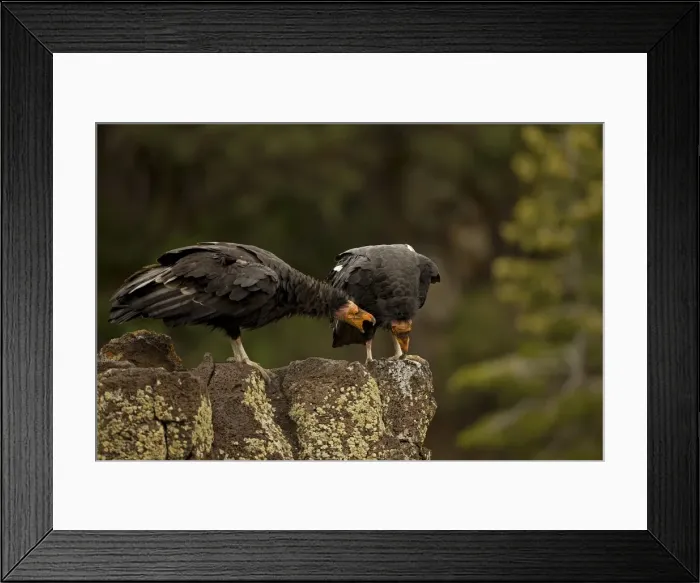Framed Print : California Condor - Immature male - Utah - USA Framed Print : California Condor - Immature male - Utah - USA