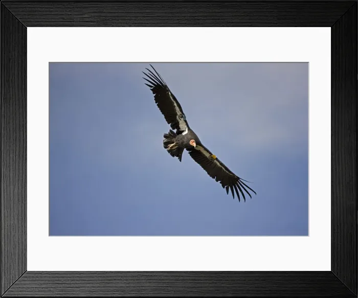 Framed Print : California Condor - Immature male in flight showing tags - Utah - USA Framed Print : California Condor - Immature male in flight showing tags - Utah - USA