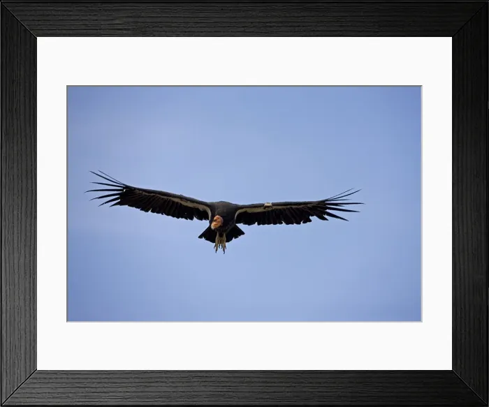 Framed Print : California Condor - Immature male in flight showing tags - Utah - USA Framed Print : California Condor - Immature male in flight showing tags - Utah - USA