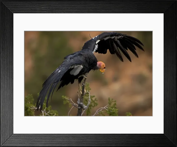Framed Print : California Condor - Mature showing wing tag - Utah - USA Framed Print : California Condor - Mature showing wing tag - Utah - USA