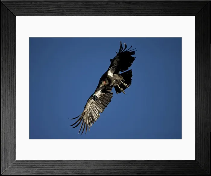 Framed Print : California Condor - Immature male in flight showing tags - Utah - USA Framed Print : California Condor - Immature male in flight showing tags - Utah - USA