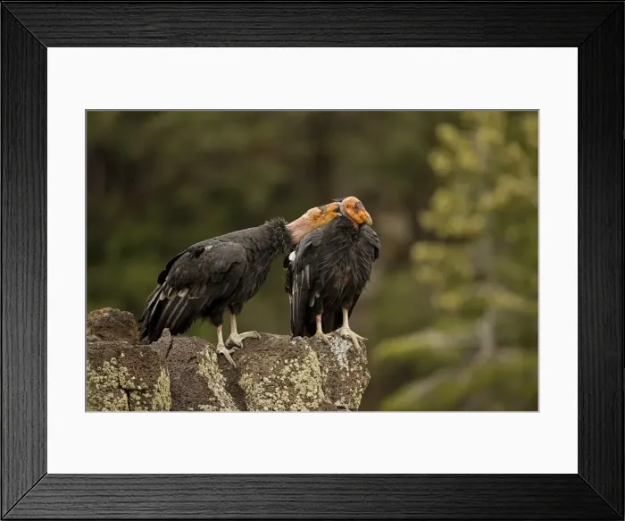 Framed Print : California Condor - On rock calling - Utah - USA Framed Print : California Condor - On rock calling - Utah - USA