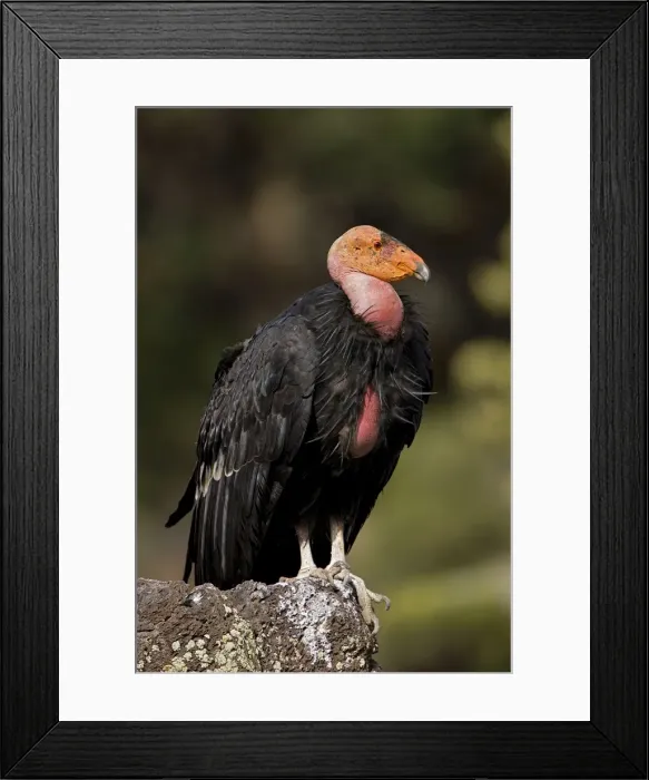 Framed Print : California Condor - On rock - Utah - USA Framed Print : California Condor - On rock - Utah - USA