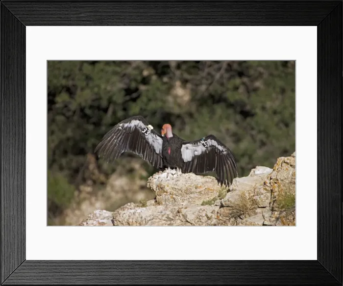Framed Print : California Condor - Sunning itself on rock showing wing tags - Utah - USA Framed Print : California Condor - Sunning itself on rock showing wing tags - Utah - USA