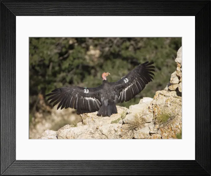 Framed Print : California Condor - Sunning itself on rock showing wing tags - Utah - USA Framed Print : California Condor - Sunning itself on rock showing wing tags - Utah - USA