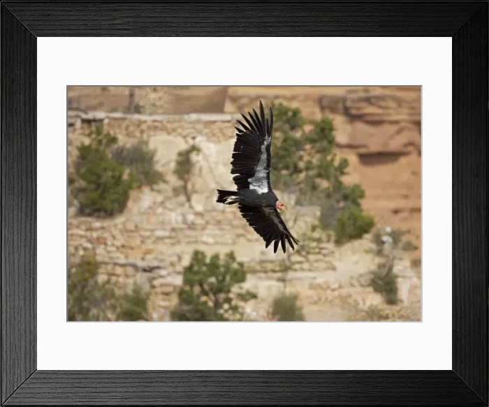 Framed Print : California Condor - In flight showing tags - Utah - USA Framed Print : California Condor - In flight showing tags - Utah - USA