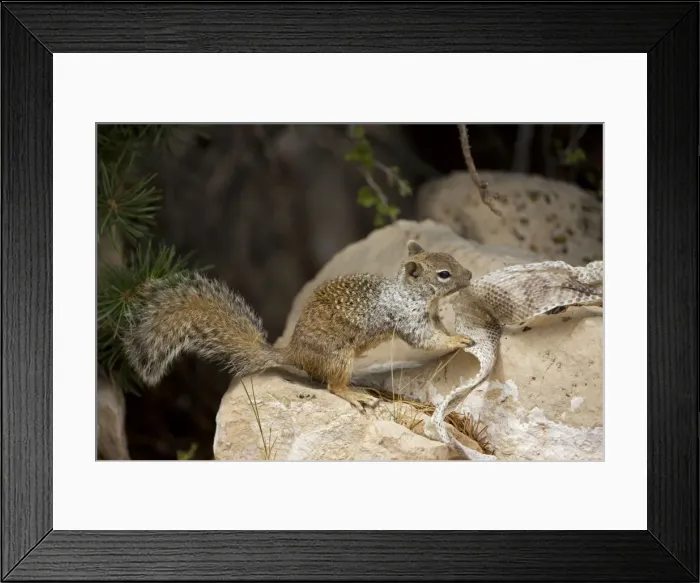 Framed Print : Rock Squirrel - With shed snake skin - Arizona - USA Framed Print : Rock Squirrel - With shed snake skin - Arizona - USA