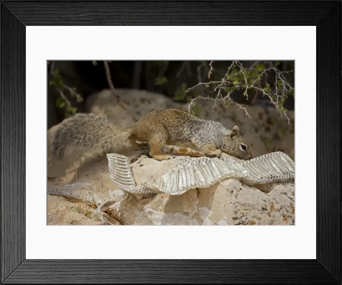 Framed Print : Rock Squirrel - With shed snake skin - Arizona - USA Framed Print : Rock Squirrel - With shed snake skin - Arizona - USA