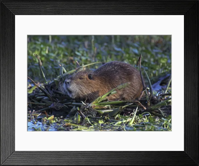 Framed Print : Nutria / Coypu - Louisiana - USA Framed Print : Nutria / Coypu - Louisiana - USA