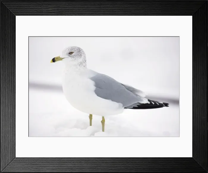 Framed Print : Ring-billed Gull - adult standing in snow - New York - USA Framed Print : Ring-billed Gull - adult standing in snow - New York - USA