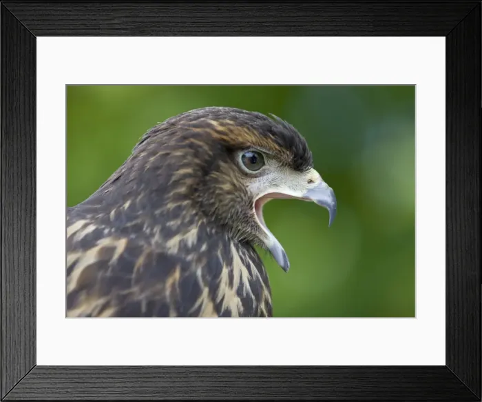 Framed Print : Harris Hawk - immature - Portrait - Calling - USA Framed Print : Harris Hawk - immature - Portrait - Calling - USA