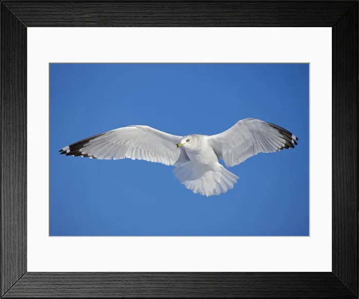 Framed Print : Ring-billed Gull - adult soaring in flight - New York - USA Framed Print : Ring-billed Gull - adult soaring in flight - New York - USA