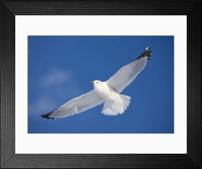 Framed Print : Ring-billed Gull - adult soaring in flight - New York - USA Framed Print : Ring-billed Gull - adult soaring in flight - New York - USA