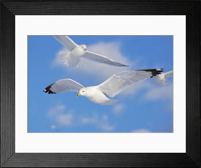 Framed Print : Ring-billed Gull - adult soaring in flight - New York - USA Framed Print : Ring-billed Gull - adult soaring in flight - New York - USA