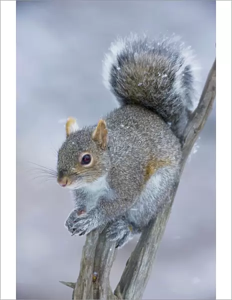 Eastern Gray Squirrel - on dead tree holding nuts - New York - USA